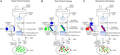 Circuit Investigation of Social Interaction and Substance Use Disorder Using Miniscopes